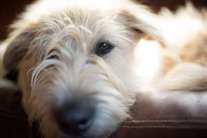 Photo of Kasper